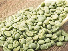 Chiết xuất hoạt chất giảm cân từ cà phê xanh